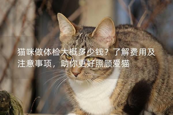 猫咪做体检大概多少钱？了解费用及注意事项，助你更好照顾爱猫