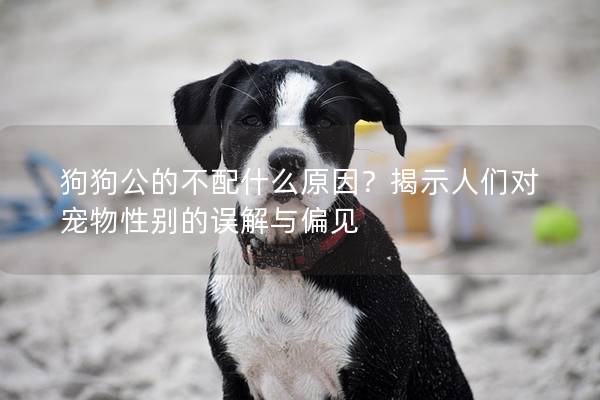 狗狗公的不配什么原因？揭示人们对宠物性别的误解与偏见