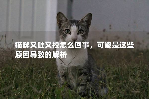 猫咪又吐又拉怎么回事，可能是这些原因导致的解析