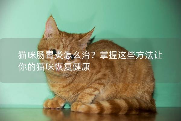 猫咪肠胃炎怎么治？掌握这些方法让你的猫咪恢复健康