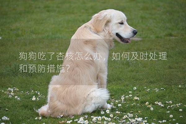 狗狗吃了杏核怎么办，如何及时处理和预防措施？