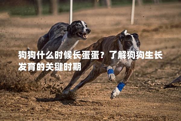 狗狗什么时候长蛋蛋？了解狗狗生长发育的关键时期