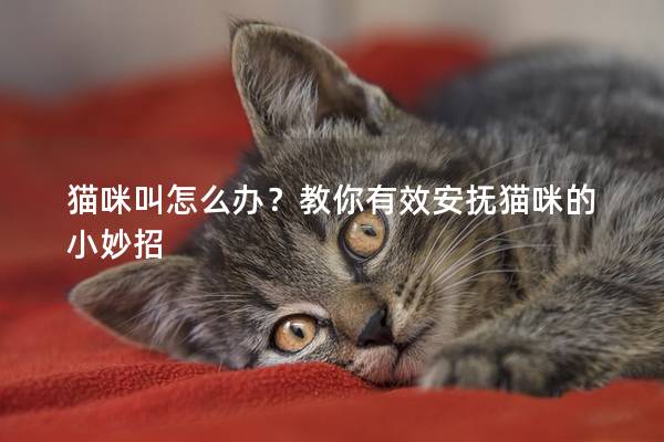 猫咪叫怎么办？教你有效安抚猫咪的小妙招