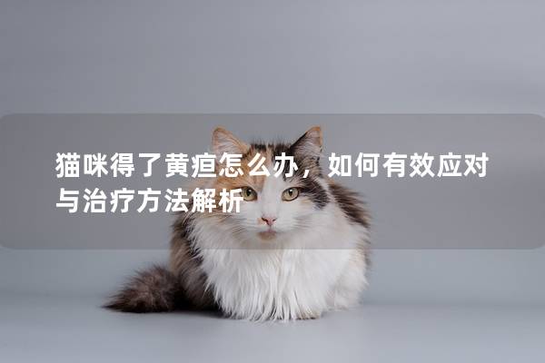 猫咪得了黄疸怎么办，如何有效应对与治疗方法解析