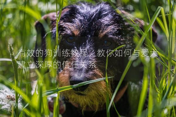 有效的狗训练教程，教你如何与爱犬建立深厚的信任关系