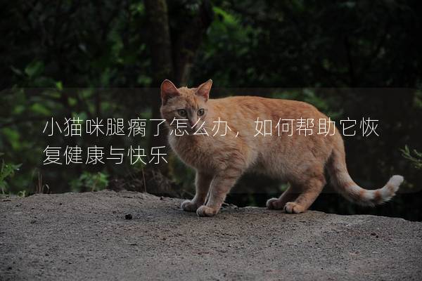 小猫咪腿瘸了怎么办，如何帮助它恢复健康与快乐