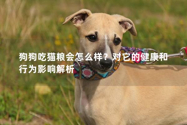 狗狗吃猫粮会怎么样？对它的健康和行为影响解析