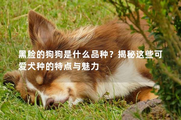 黑脸的狗狗是什么品种？揭秘这些可爱犬种的特点与魅力