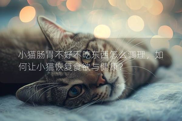 小猫肠胃不好不吃东西怎么调理，如何让小猫恢复食欲与健康？