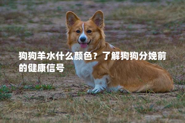 狗狗羊水什么颜色？了解狗狗分娩前的健康信号