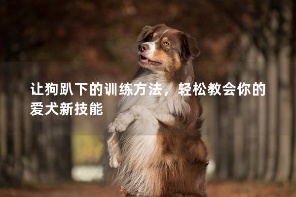 让狗趴下的训练方法，轻松教会你的爱犬新技能