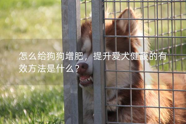 怎么给狗狗增肥，提升爱犬健康的有效方法是什么？