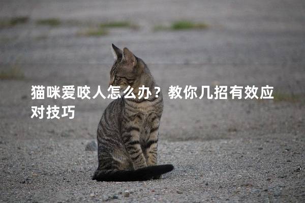 猫咪爱咬人怎么办？教你几招有效应对技巧