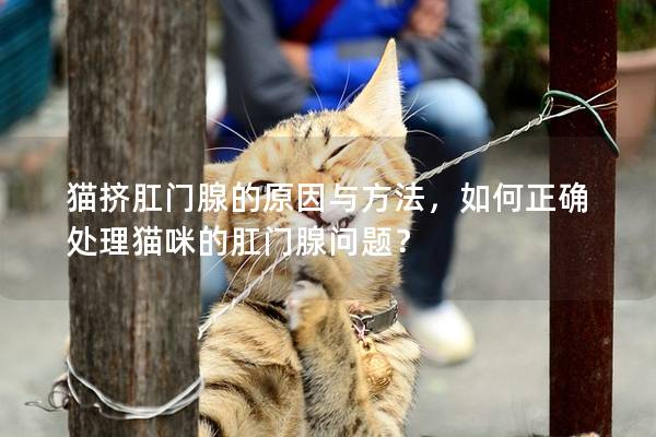 猫挤肛门腺的原因与方法，如何正确处理猫咪的肛门腺问题？