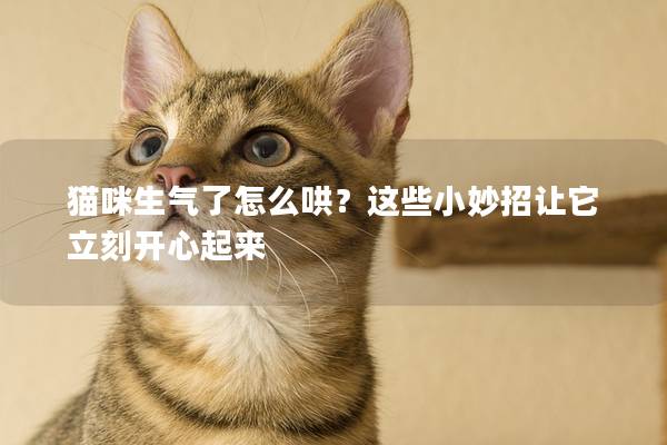 猫咪生气了怎么哄？这些小妙招让它立刻开心起来