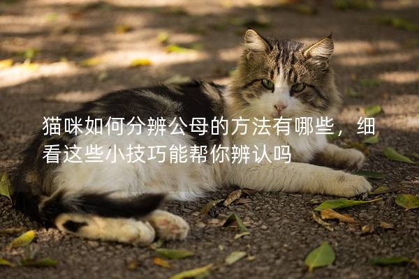 猫咪如何分辨公母的方法有哪些，细看这些小技巧能帮你辨认吗