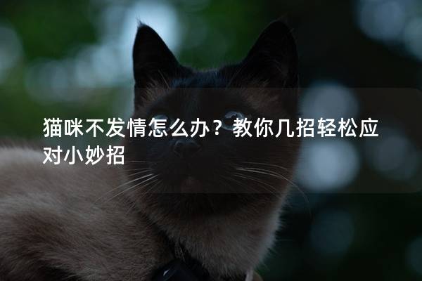 猫咪不发情怎么办？教你几招轻松应对小妙招