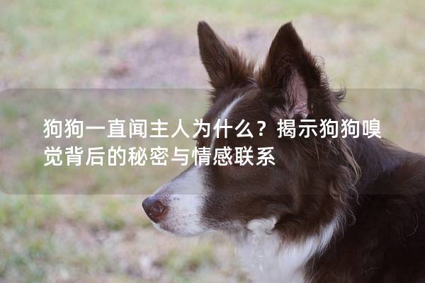 狗狗一直闻主人为什么？揭示狗狗嗅觉背后的秘密与情感联系