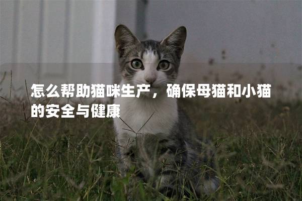 怎么帮助猫咪生产，确保母猫和小猫的安全与健康