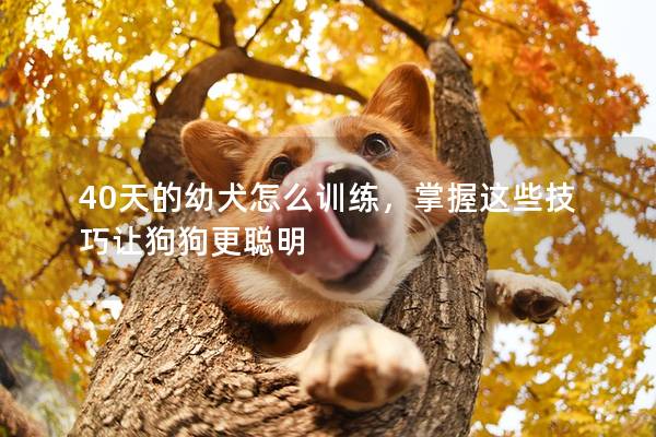 40天的幼犬怎么训练，掌握这些技巧让狗狗更聪明