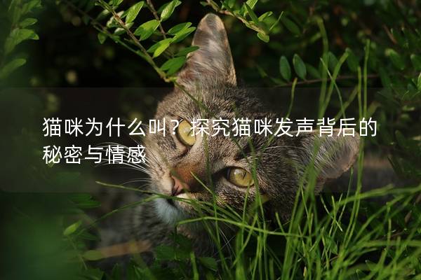 猫咪为什么叫？探究猫咪发声背后的秘密与情感