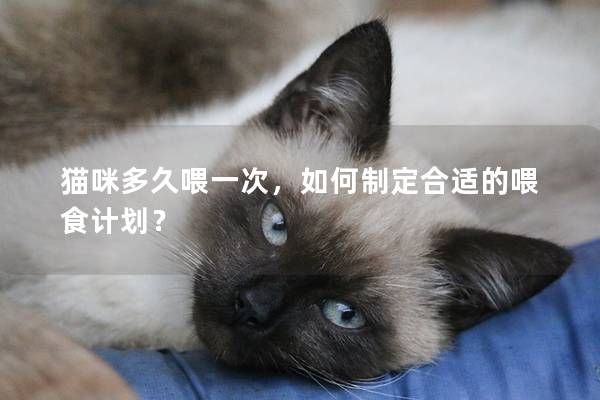 猫咪多久喂一次，如何制定合适的喂食计划？