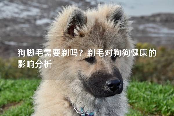 狗脚毛需要剃吗？剃毛对狗狗健康的影响分析