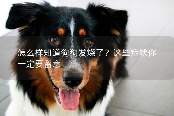 怎么样知道狗狗发烧了？这些症状你一定要留意