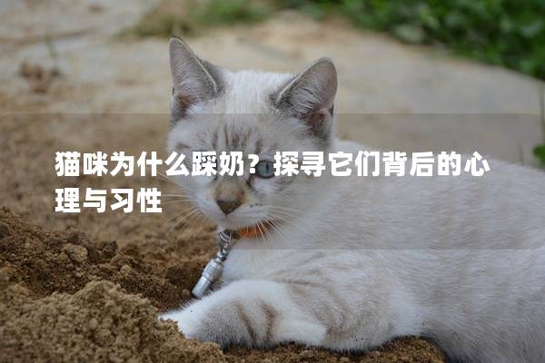 猫咪为什么踩奶？探寻它们背后的心理与习性