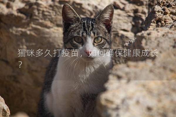 猫咪多久打疫苗，如何确保健康成长？