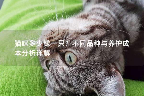 猫咪多少钱一只？不同品种与养护成本分析详解