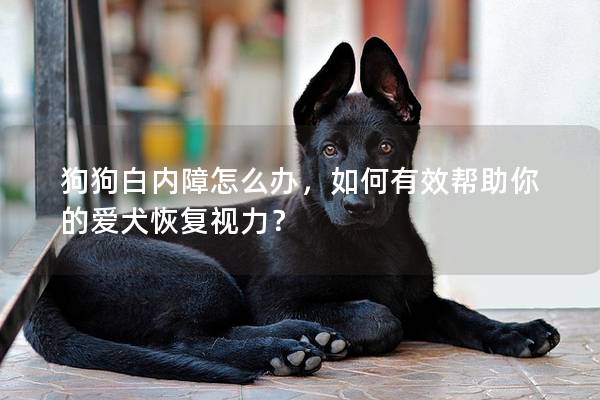 狗狗白内障怎么办，如何有效帮助你的爱犬恢复视力？