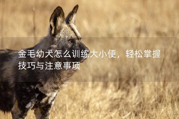 金毛幼犬怎么训练大小便，轻松掌握技巧与注意事项