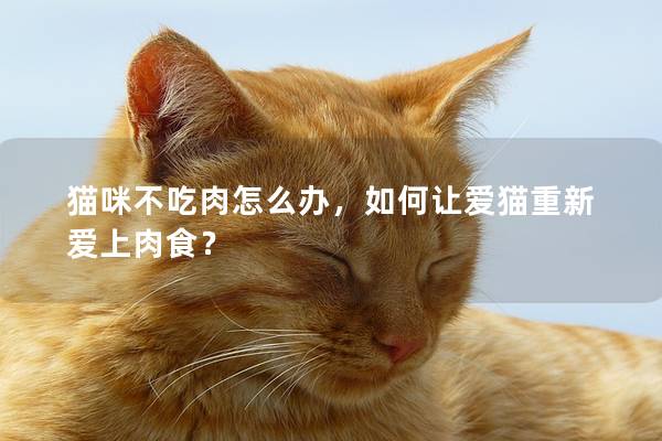 猫咪不吃肉怎么办，如何让爱猫重新爱上肉食？