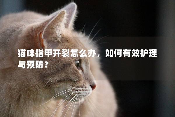 猫咪指甲开裂怎么办，如何有效护理与预防？