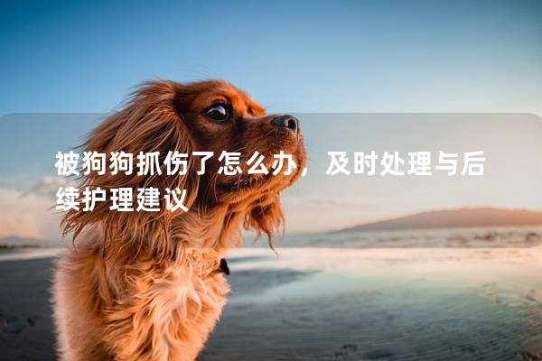 被狗狗抓伤了怎么办，及时处理与后续护理建议