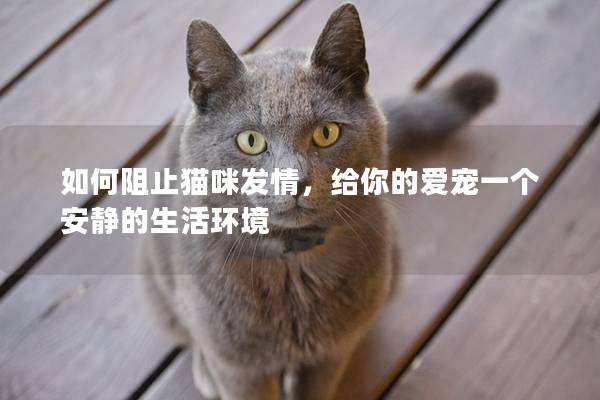 如何阻止猫咪发情，给你的爱宠一个安静的生活环境