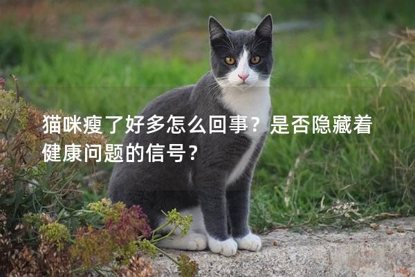 猫咪瘦了好多怎么回事？是否隐藏着健康问题的信号？