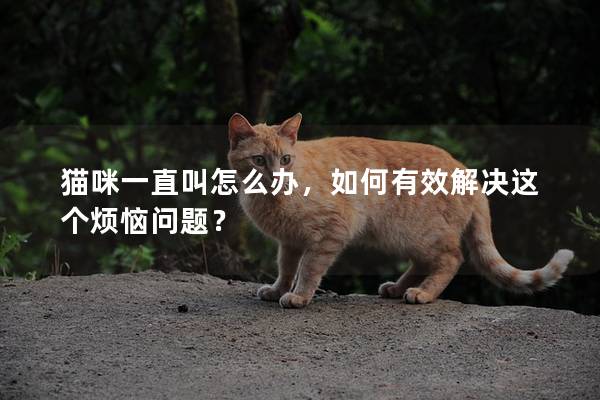 猫咪一直叫怎么办，如何有效解决这个烦恼问题？