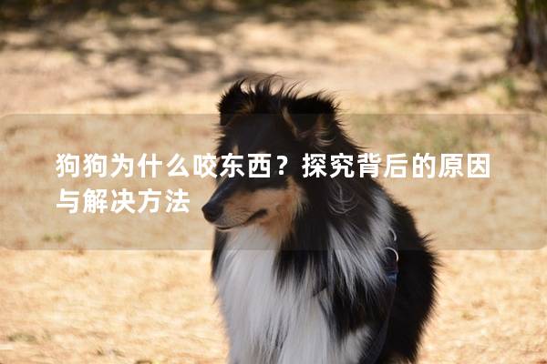 狗狗为什么咬东西？探究背后的原因与解决方法