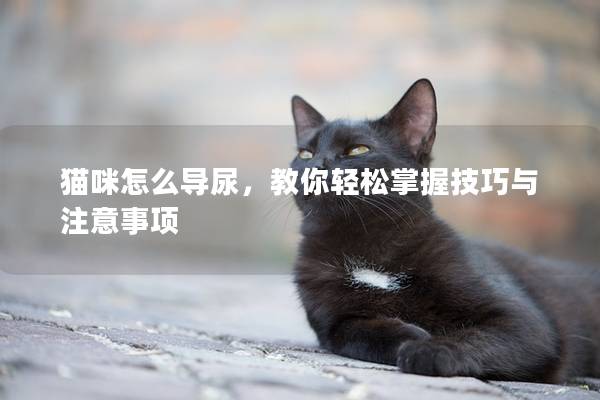 猫咪怎么导尿，教你轻松掌握技巧与注意事项