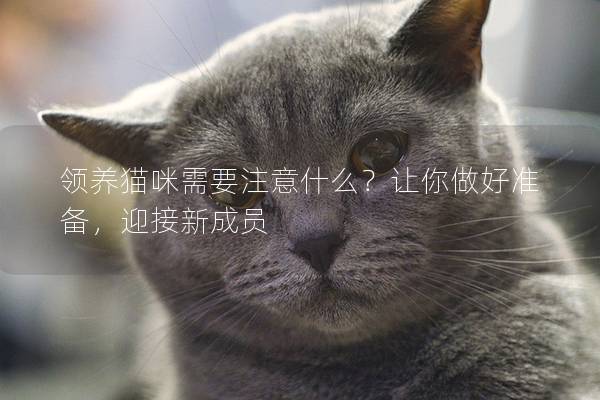 领养猫咪需要注意什么？让你做好准备，迎接新成员