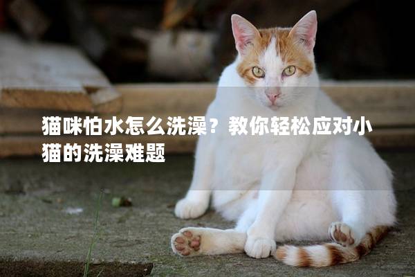 猫咪怕水怎么洗澡？教你轻松应对小猫的洗澡难题