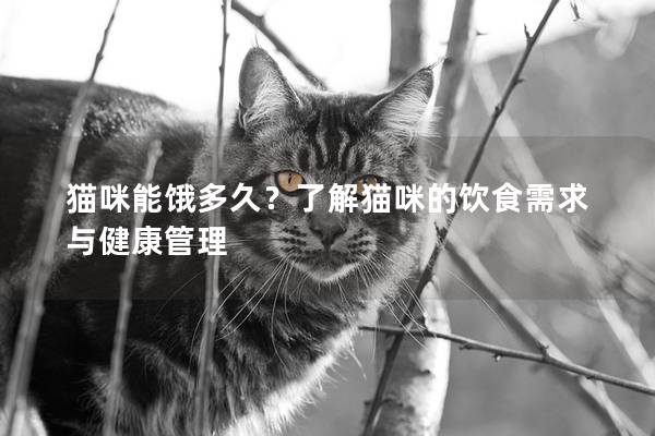 猫咪能饿多久？了解猫咪的饮食需求与健康管理