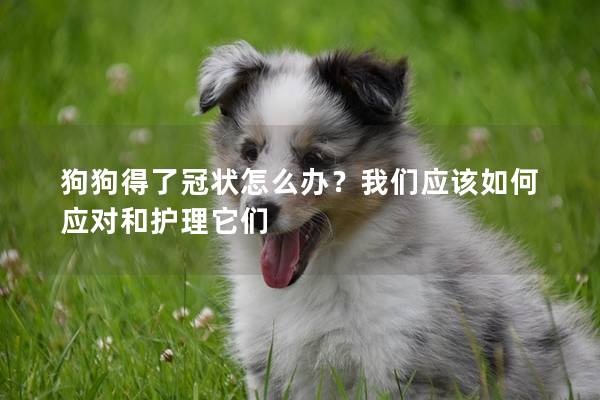 狗狗得了冠状怎么办？我们应该如何应对和护理它们