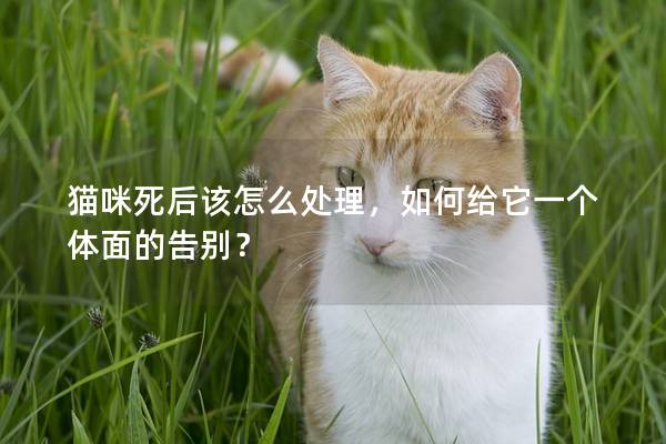 猫咪死后该怎么处理，如何给它一个体面的告别？