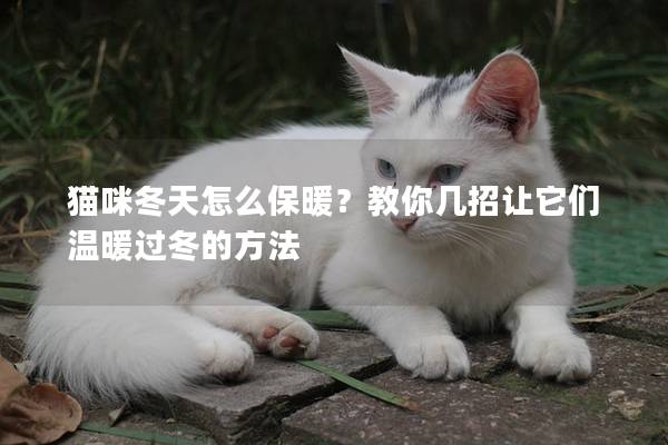 猫咪冬天怎么保暖？教你几招让它们温暖过冬的方法