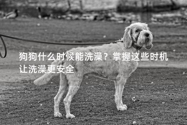 狗狗什么时候能洗澡？掌握这些时机让洗澡更安全