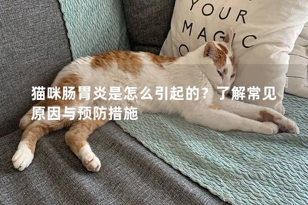 猫咪肠胃炎是怎么引起的？了解常见原因与预防措施