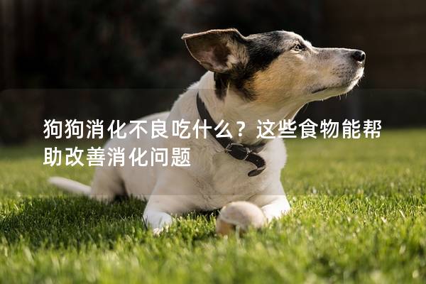 狗狗消化不良吃什么？这些食物能帮助改善消化问题